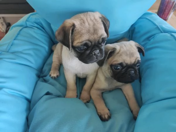 bellissimi carlini di taglia piccola,