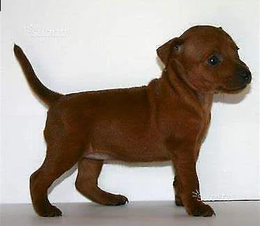 ottimo cucciolo di pincher nano bellissimo 