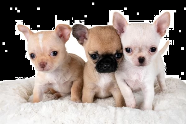 cucciolo di pincher chiwawa mini toy felici e molto eccellenti 
