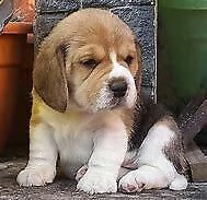 cucciolo di beagle inteligentissimo amorevolissimo e gentilissimo