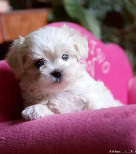 cucciolo di maltese mini mini toy