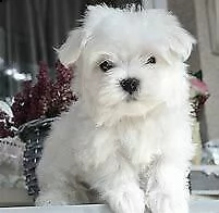 cediamo cucciolo di maltese mini toy perfettissimo inteligentissimo e
