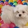 cucciolo di maltese mini toy dolcissimo inteligentissimo e velocissimo