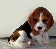 cucciolo di beagle intrigantissimo dolcissimo e velocissimo di 70 giorni