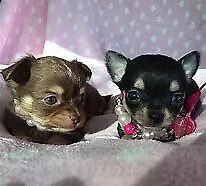 disponibili cuccioli di pincher chiwawa interessanti 