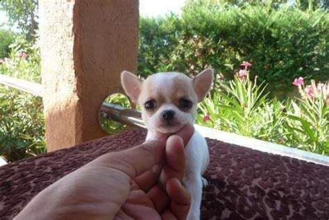 cucciolo di chiwawa mini toy buonissimo intrigantissimo e inteligentissimo 