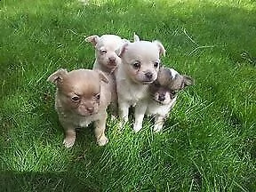 cucciolo di spitz e chiwawa mini toy