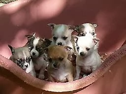 cucciolo di pincher chiwawa mini toy tenerissimo 