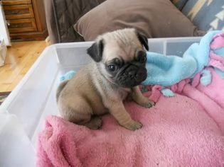 regalo carlino cuccioli disponibile per l'adozione offro in adozione cucciolata di carlino prestigio