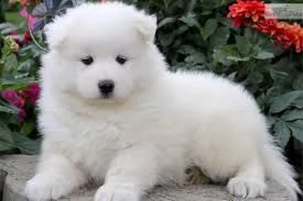 offro in regalo samoiedo cuccioli con pedigree . cuccioli di samoiedo siamo urgentemente alla ricerc