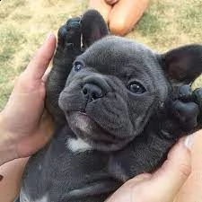 cuccioli  bulldog francese adorabili cuccioli e carino maschi e femmine. i nostri cuccioli sono 3 me