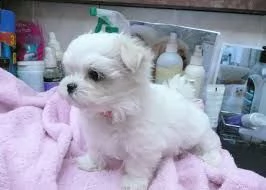 cuccioli di mini maltese  abbiamo disponibili cuccioli di maltese  maschietti e femminucce. i cuccio