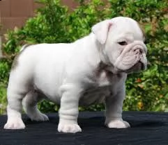 molto urgente !!! bulldog inglesse cuccioli belli e simpatici. maschio e femmina pronti per una casa