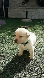 sono disponibili dei giovani cucciolini di labrador,
