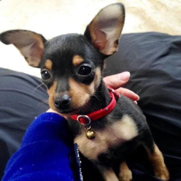 l'adorabile cucciolo pinscher disponibile per adozione 