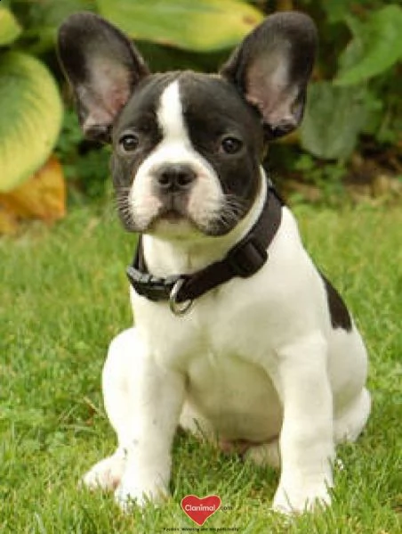  bull dog francese cuccioli belli e simpatici. maschio e femmina pronti per una casa affettuosa. per