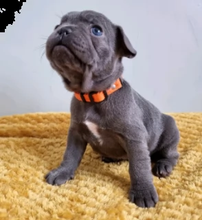 cuccioli bouledogue francese blue | Foto 1