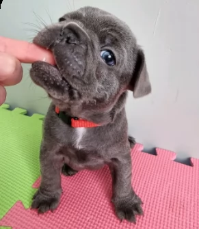 cuccioli bouledogue francese blue | Foto 0