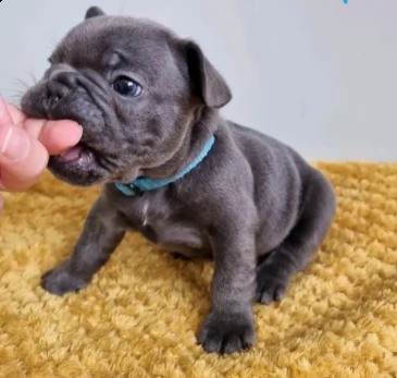 cuccioli bouledogue francese blue
