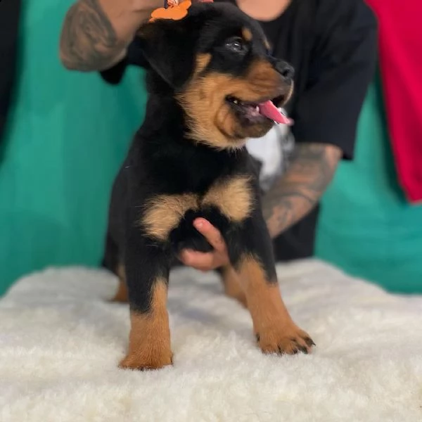 cucciolo di rottweiler di 8 settimane, disponibile per adozione graruita