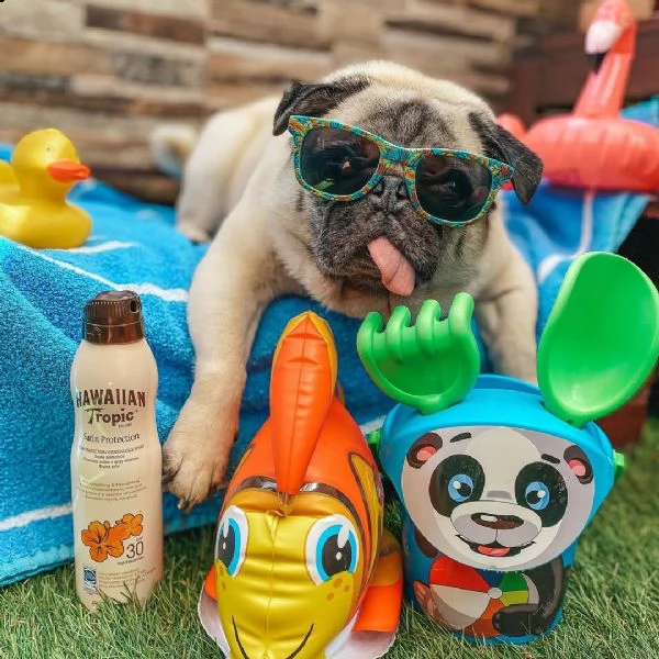 offro in regalo di cuccioli calino