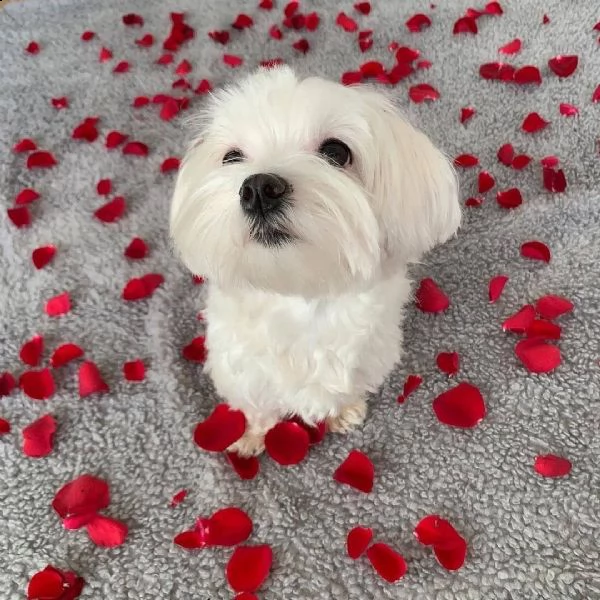 regalo cuccioli mini matese offerto per adozione gratuita