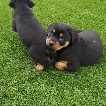 cuccioli di rottweiler in adozione