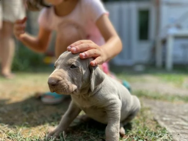 cuccioli di weimaraner nati ad inizio agosto.