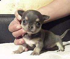 cucciolo di pincher chiwawa mini toy