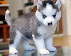 cucciolo di husky siberiano perfettissimo velocissimo 