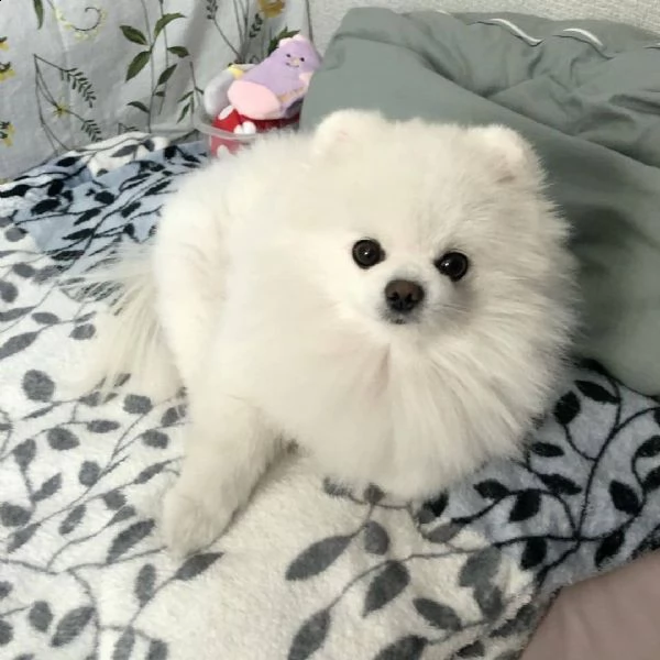 regalo di adorabile cuccioli pomeranian disponibile per adozione