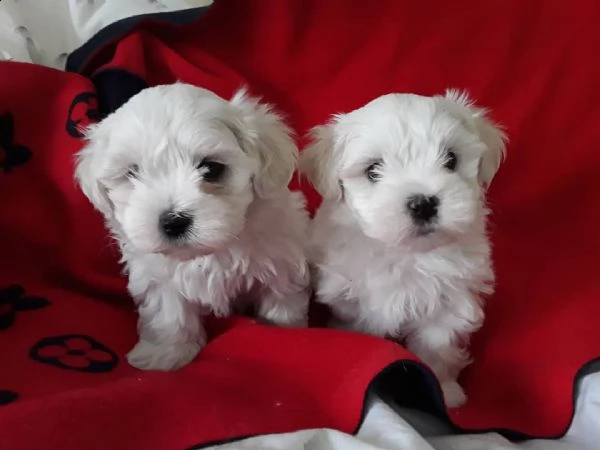 cuccioli maltesi in vendita | Foto 1