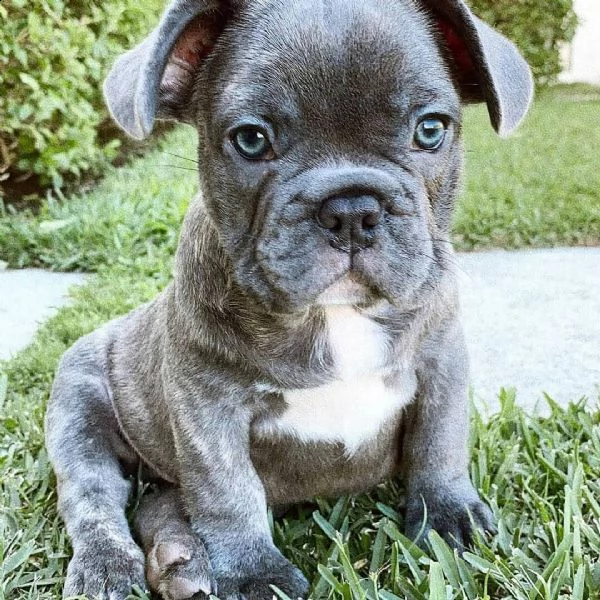 vendo adorabili cuccioli di bulldog francese | Foto 2