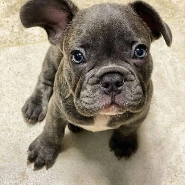 vendo adorabili cuccioli di bulldog francese | Foto 0