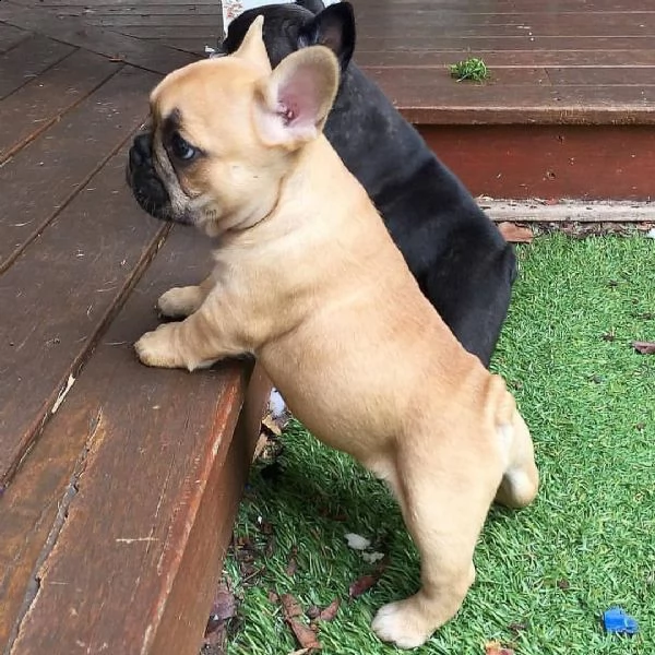 vendo adorabili cuccioli di bulldog francese