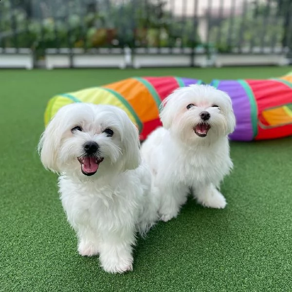 cuccioli di maltese toy
