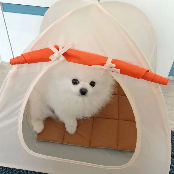 regalo  volpino pomerania mini toy | Foto 0