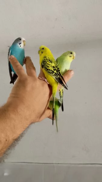 Pappagallo cocoriti  | Foto 0