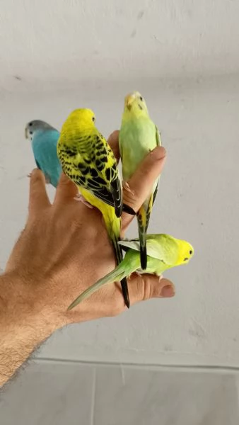 Pappagallo cocoriti 