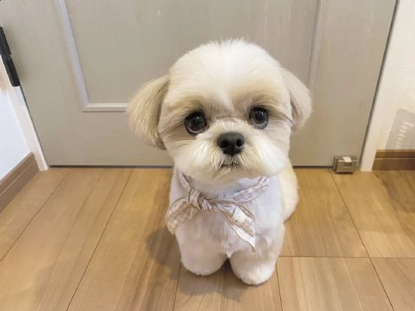 regalo bellissimi cuccioli allevati shih-tzu offerto per adozione