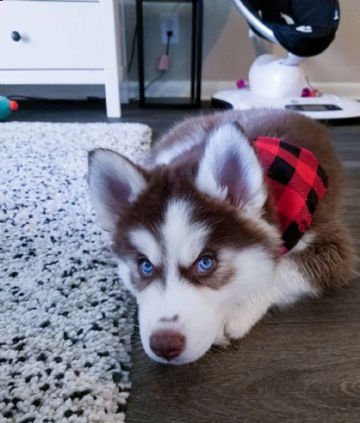cuccioli di husky siberiano | Foto 0