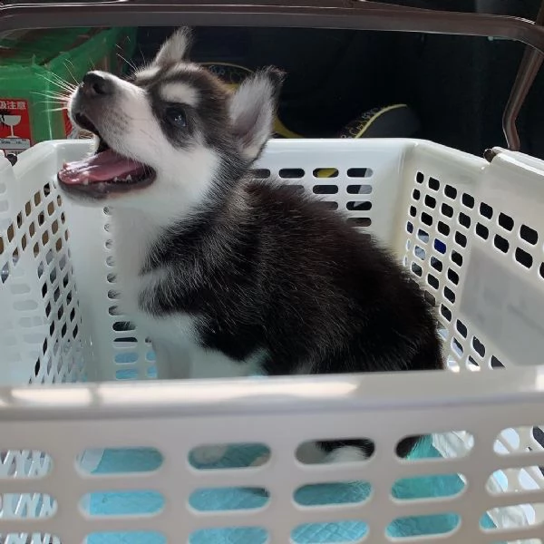 cuccioli di husky siberiano