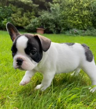 bouledogue francese maschi e femmine | Foto 1