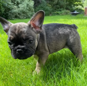 bouledogue francese maschi e femmine | Foto 0