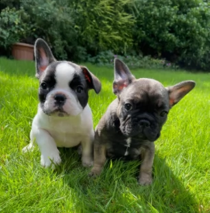 bouledogue francese maschi e femmine
