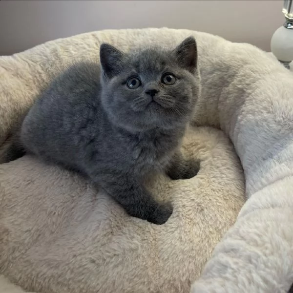 gattini a pelo corto