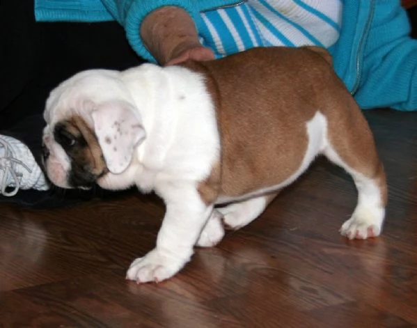 cuccioli di bulldog inglese maschio e femmina | Foto 2