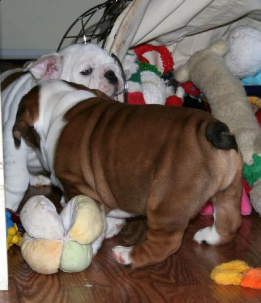 cuccioli di bulldog inglese maschio e femmina | Foto 0