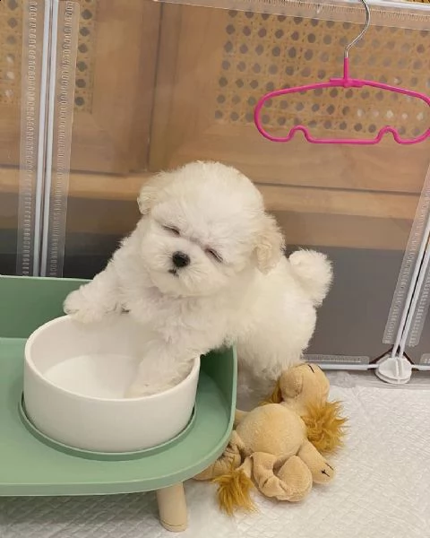 maltese nano... | Foto 0