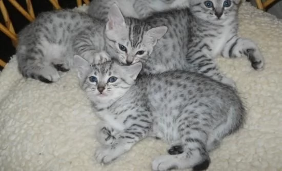 )bellissimi e sani gattini di egyptian mau di razza disponibili per il reinserimento. vi preghiamo g